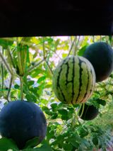 팜모닝 8월 내 작물 자랑하기·참여글 게시글 이미지