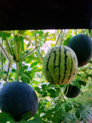 정재영님의 8월 내 작물 자랑하기 · 참여글 작성글 사진