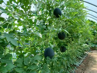 정재영님의 8월 내 작물 자랑하기 · 참여글 작성글 사진