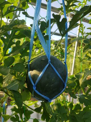 정재영님의 8월 내 작물 자랑하기 · 참여글 작성글 사진