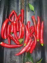 팜모닝 8월 내 작물 자랑하기·참여글 게시글 이미지