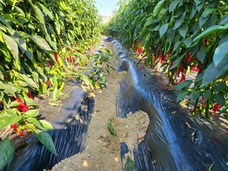 김경순님의 8월 내 작물 자랑하기 · 참여글 작성글 사진