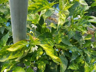 김성수님의 고추 · 병해충상담 작성글 사진