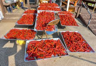 송암농부님의 8월 내 작물 자랑하기 · 참여글 작성글 사진