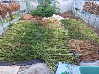 송암농부님의 8월 내 작물 자랑하기 · 참여글 작성글 사진