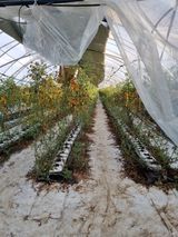 팜모닝 토마토·수확 게시글 이미지