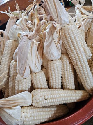 조순귀창원성산구사파님의 옥수수 · 자유게시판 작성글 사진