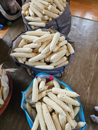 조순귀창원성산구사파님의 옥수수 · 자유게시판 작성글 사진