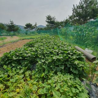 김인옥님의 8월 내 작물 자랑하기 · 참여글 작성글 사진