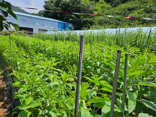 정일선님의 8월 내 작물 자랑하기 · 참여글 작성글 사진