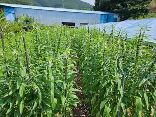 정일선님의 8월 내 작물 자랑하기 · 참여글 작성글 사진