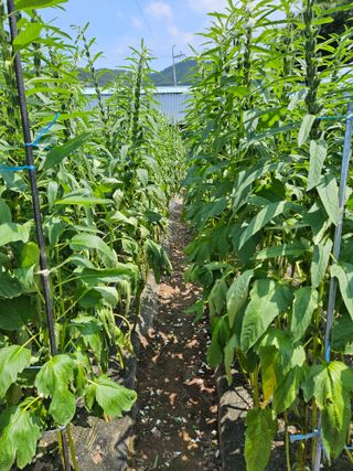 정일선님의 8월 내 작물 자랑하기 · 참여글 작성글 사진