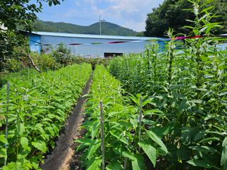 정일선님의 8월 내 작물 자랑하기 · 참여글 작성글 사진