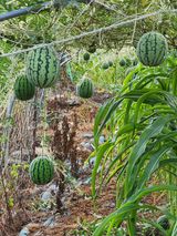 팜모닝 자유주제·자유게시판 게시글 이미지