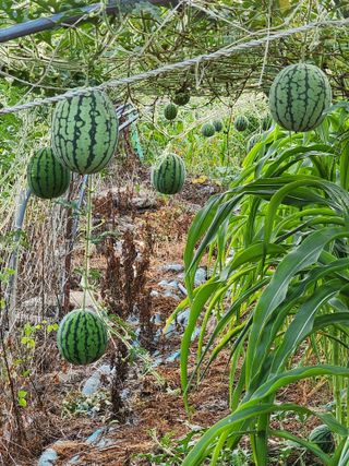 쏭이네농장(현자)님의 자유주제 · 자유게시판 작성글 사진