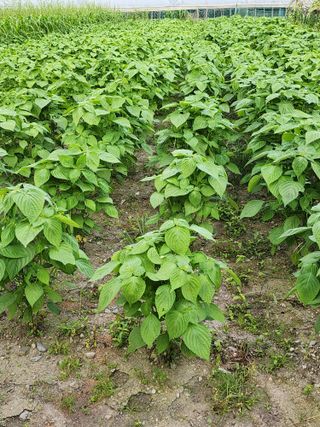 쏭이네농장(현자)님의 자유주제 · 자유게시판 작성글 사진