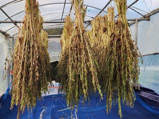 쏭이네농장(현자)님의 자유주제 · 자유게시판 작성글 사진