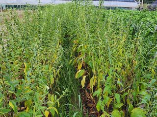 쏭이네농장(현자)님의 자유주제 · 자유게시판 작성글 사진