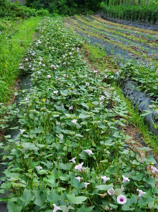 홍천 손춘목 님의 8월 내 작물 자랑하기 · 참여글 작성글 사진