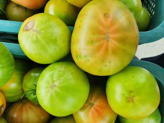 감자님의 토마토 · 병해충상담 작성글 사진