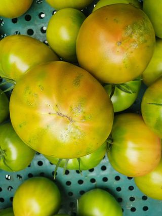 감자님의 토마토 · 병해충상담 작성글 사진