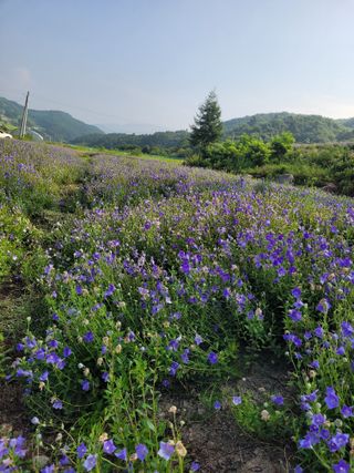 이름유순옥님의 8월 내 작물 자랑하기 · 참여글 작성글 사진