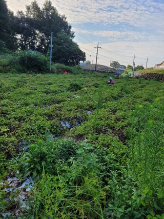 이름유순옥님의 8월 내 작물 자랑하기 · 참여글 작성글 사진