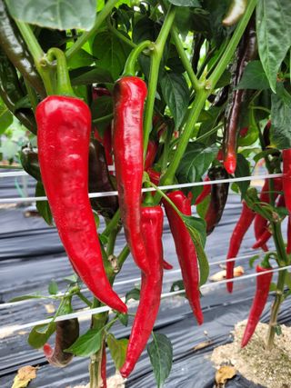 이름유순옥님의 8월 내 작물 자랑하기 · 참여글 작성글 사진