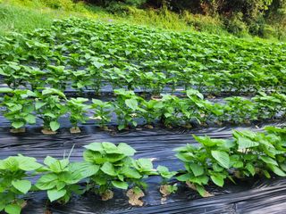 이름유순옥님의 8월 내 작물 자랑하기 · 참여글 작성글 사진