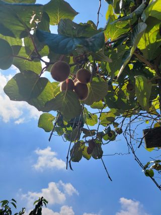 안드레아님의 8월 내 작물 자랑하기 · 참여글 작성글 사진