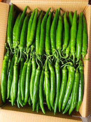 안비님의 고추 · 시세•판로 작성글 사진