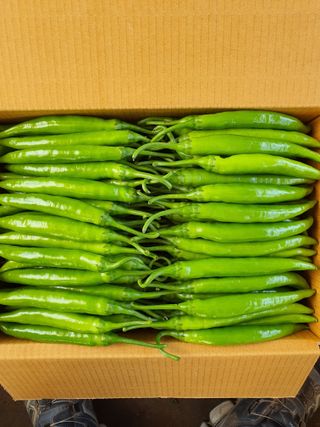 안비님의 고추 · 시세•판로 작성글 사진