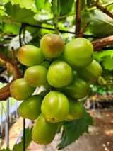 팜모닝 8월 내 작물 자랑하기·참여글 게시글 이미지