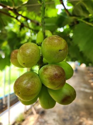 하두님의 8월 내 작물 자랑하기 · 참여글 작성글 사진