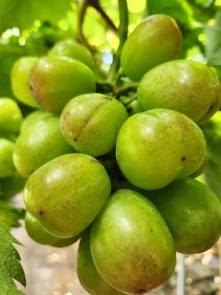 하두님의 8월 내 작물 자랑하기 · 참여글 작성글 사진