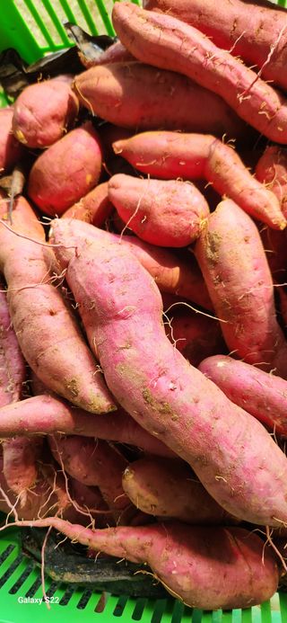 벽창호(죽동농부)님의 8월 내 작물 자랑하기 · 참여글 작성글 사진