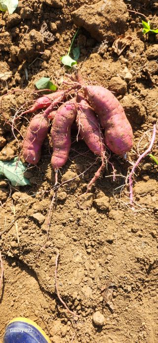 벽창호(죽동농부)님의 8월 내 작물 자랑하기 · 참여글 작성글 사진