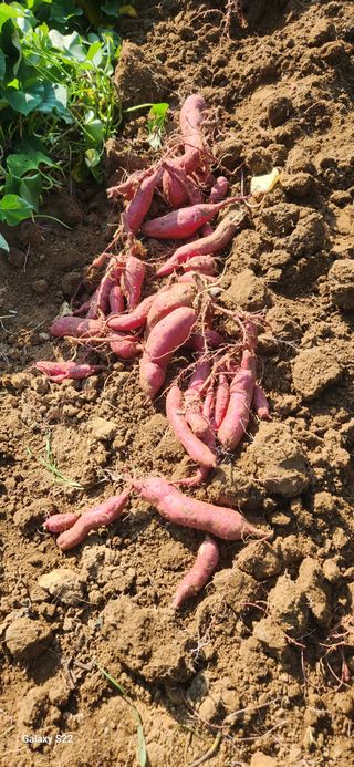 벽창호(죽동농부)님의 8월 내 작물 자랑하기 · 참여글 작성글 사진