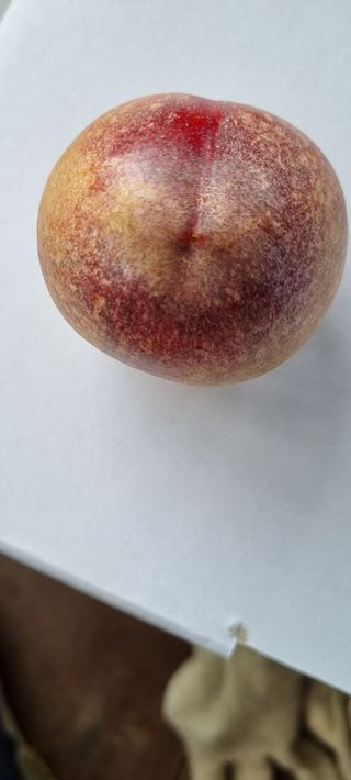 골미산님의 복숭아 · 병해충상담 작성글 사진