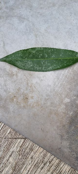 골미산님의 복숭아 · 병해충상담 작성글 사진