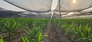 조성문님의 8월 내 작물 자랑하기 · 참여글 작성글 사진