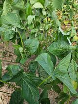 팜모닝 콩·병해충상담 게시글 이미지