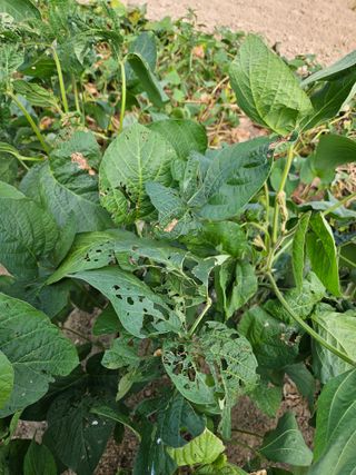 송희숙님의 콩 · 병해충상담 작성글 사진