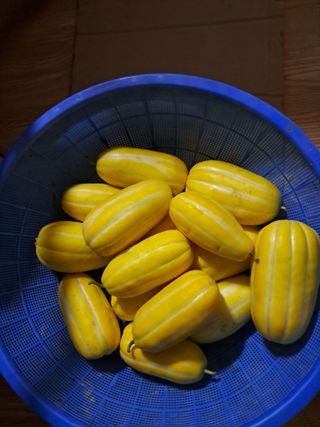 오이조아님의 8월 내 작물 자랑하기 · 참여글 작성글 사진