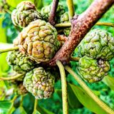 팜모닝 8월 내 작물 자랑하기·참여글 게시글 이미지