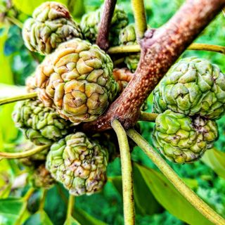 조용익(조용이세상)님의 8월 내 작물 자랑하기 · 참여글 작성글 사진