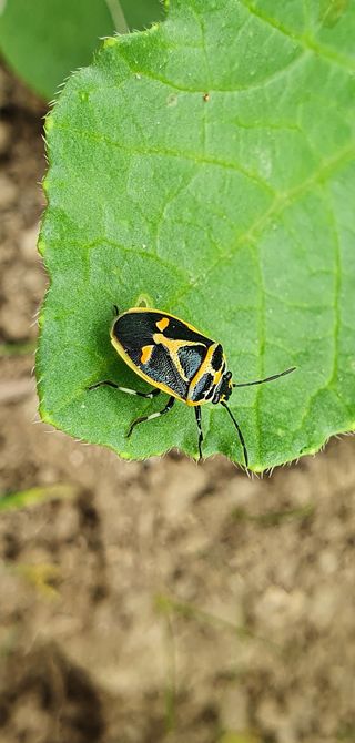 알바트로스k님의 배추 · 병해충상담 작성글 사진