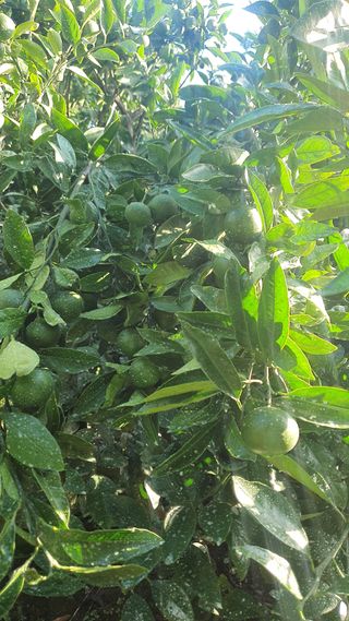 김미옥님의 8월 내 작물 자랑하기 · 참여글 작성글 사진