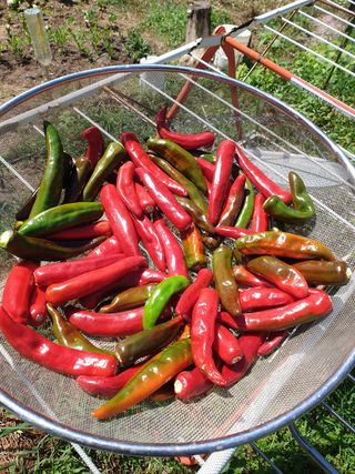 양국헌님의 토마토 · 영농일지 작성글 사진