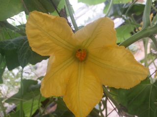 알 수 없음님의 8월 내 작물 자랑하기 · 참여글 작성글 사진